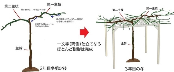 シャインマスカットは短梢剪定でおいしくなる！人気のぶどうの栽培法生活110番