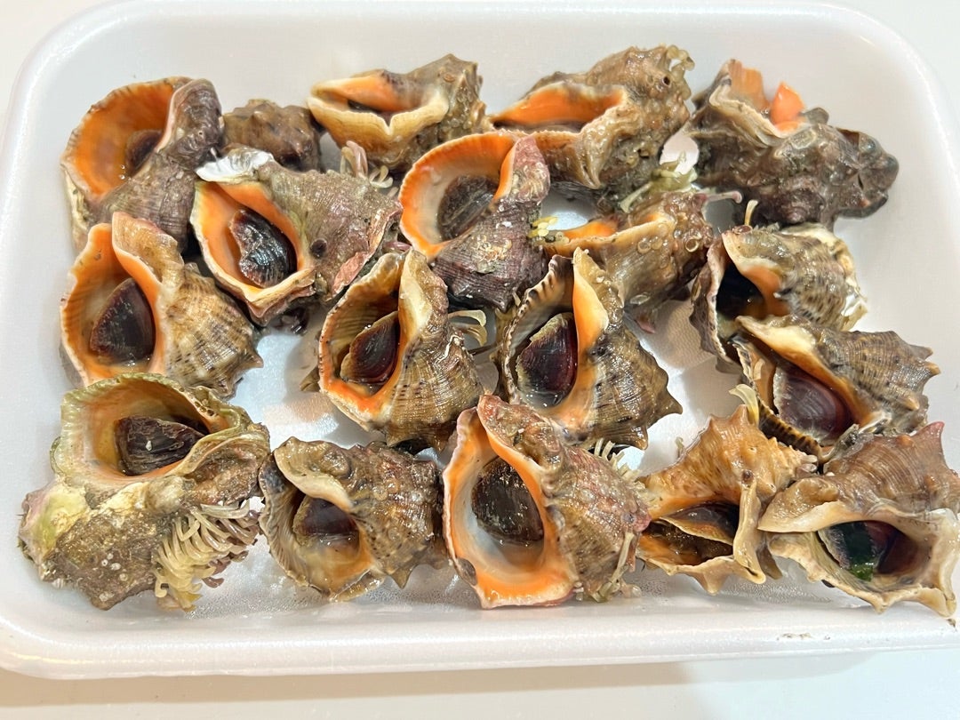 天然殻付きニシ貝魚介類 その他魚介 産直アウル 農家から直接野菜などの食材を購入できる産地直送の宅配通販サイト