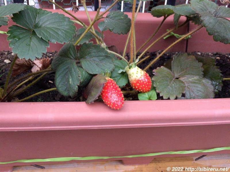 いちごのビニールハウス？ 家庭菜園トラバゴルのカワサキW400