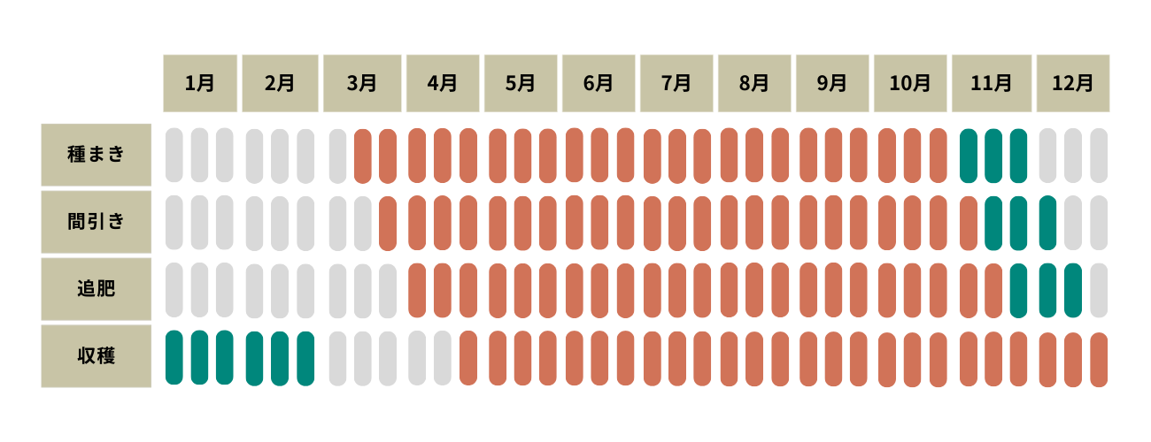 栽培ブログ「ルッコラ」IoT Hydroponic Machine「foop」