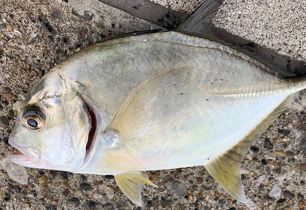 魚のメッキの食べ方・料理・種類・鳴くのか味 刺身 - 料理の知識について知るなら家事っこ