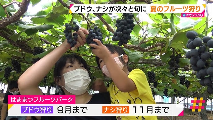夏のフルーツ狩り特集！ 新京成で行くブルーベリー狩り・もも狩り2023船橋トピックス 身近にあるニュースを日々お届け！ まいぷれ 船橋市