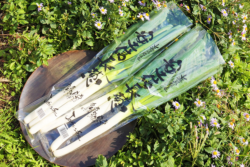 先住ネギ せんじゅねぎ ・白ねぎ:旬の野菜百科
