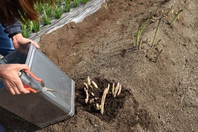アスパラガス 十分な土作りをして植え付ける – JAさいたま