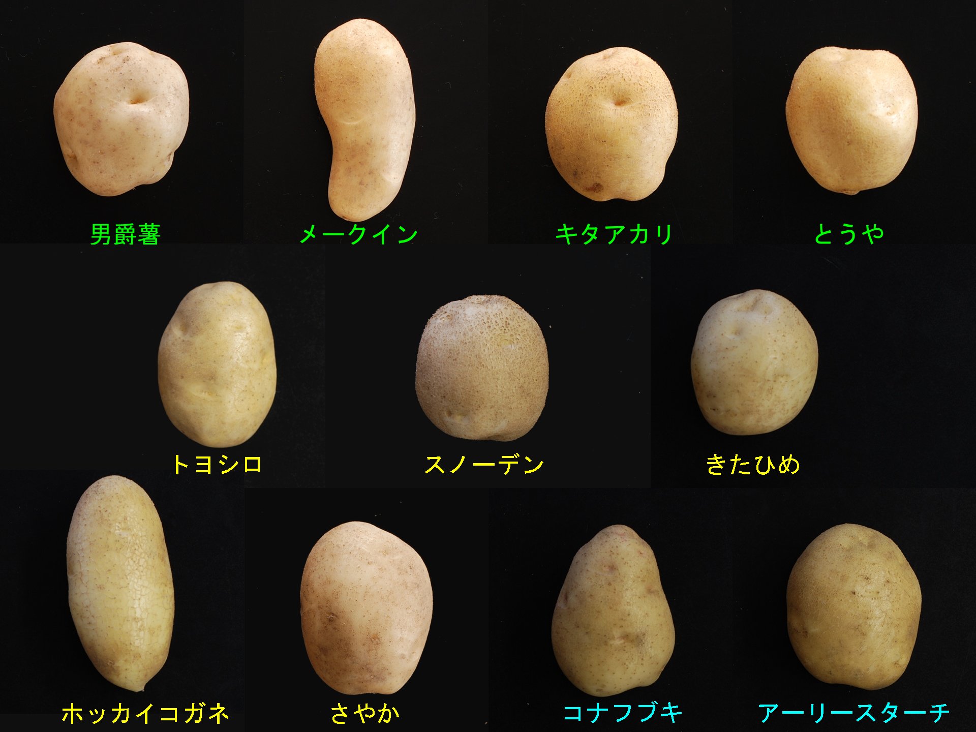 直売所好きライターがジャガイモ7種類を3つの調理法で食べ比べてみたマイナビ農業