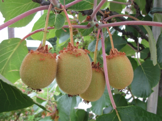 キウイフルーツの収穫時期はいつ？ タイミング・収量の目安と、大玉果実栽培のコツ