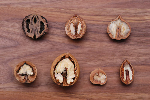 カシグルミ・オニグルミ・ヒメグルミ・サワグルミの違いは？似た種類の見分け方を解説！硬い果実はリスとネズミ専用に進化していた！？Ecological Notes Web