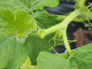 かぼちゃの育て方 発芽しましたトンネル栽培 金糸瓜