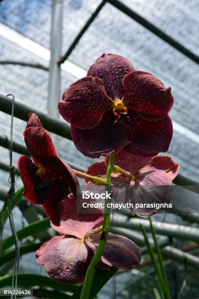 ソーセージの木の写真素材写真素材なら「写真AC」無料 フリー ダウンロードOK