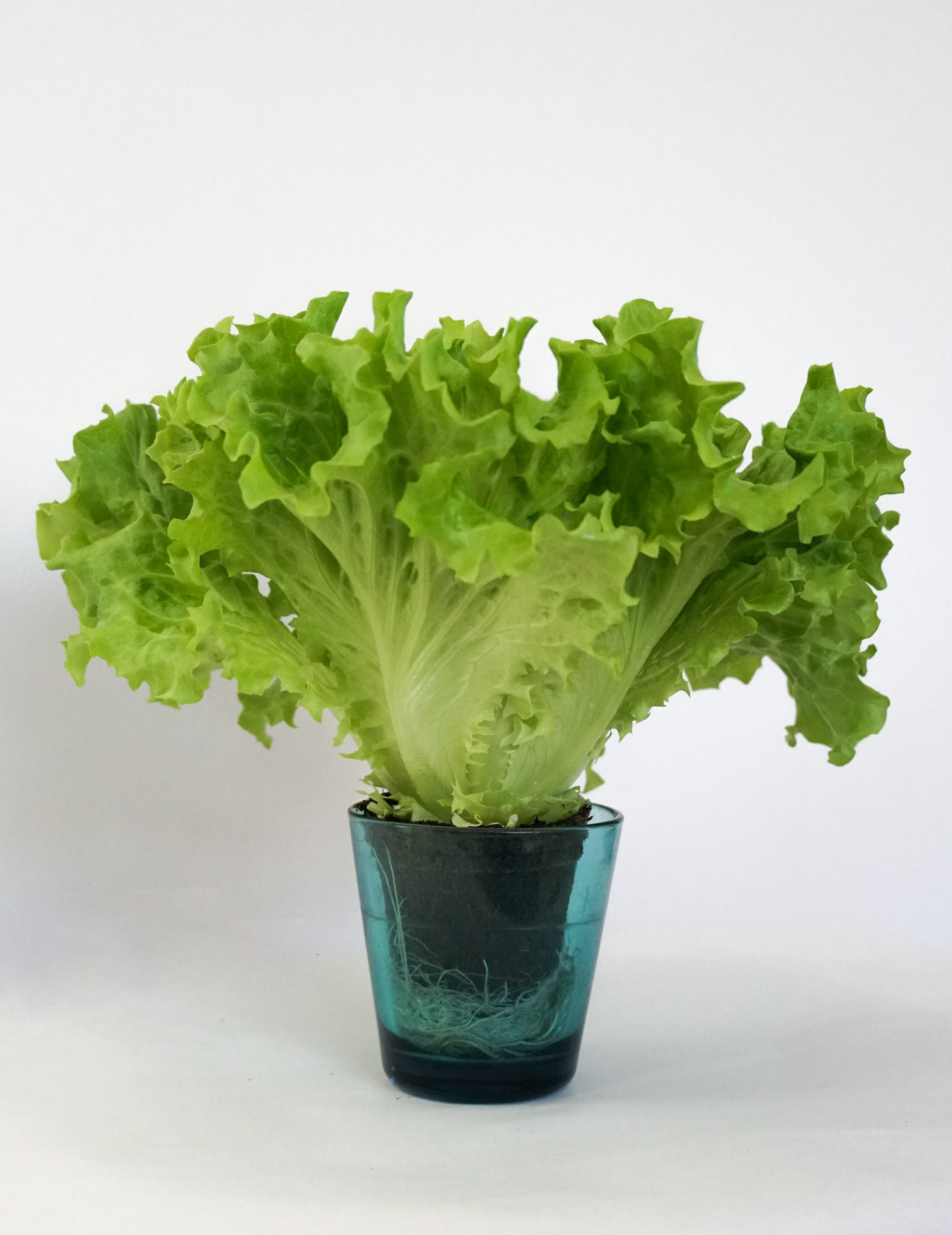 保存容器 タッパー 食品保存容器 容器 キッチンツール 調理器具 保存器具 鮮度保持 キープフレッシュ ロック&ロック シンプル 1個 3.2Lトレー付き : ベルメゾン Yahoo!ショッピング店 - 通販 - Yahoo!ショッピング