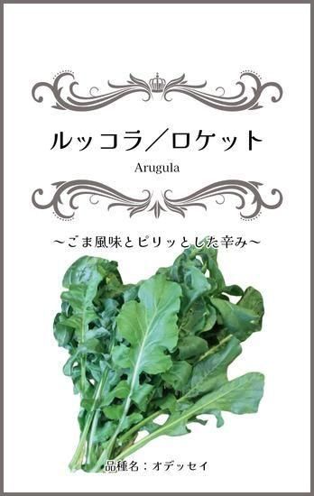 プランターでのルッコラの栽培方法：種まきからすぐに収穫しま農研