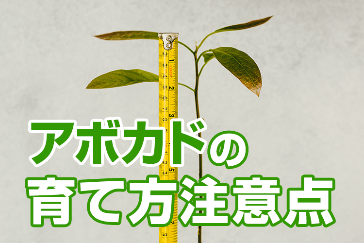 アボカドNo.1の枝分かれ - ゆっくり育てタニサボ日記
