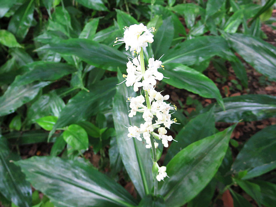 初めてのミョウガ収穫！プランター栽培のコツと美味しいレシピ紹介