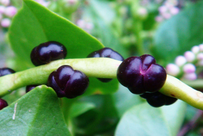 木耳菜5克，春夏秋可以种植