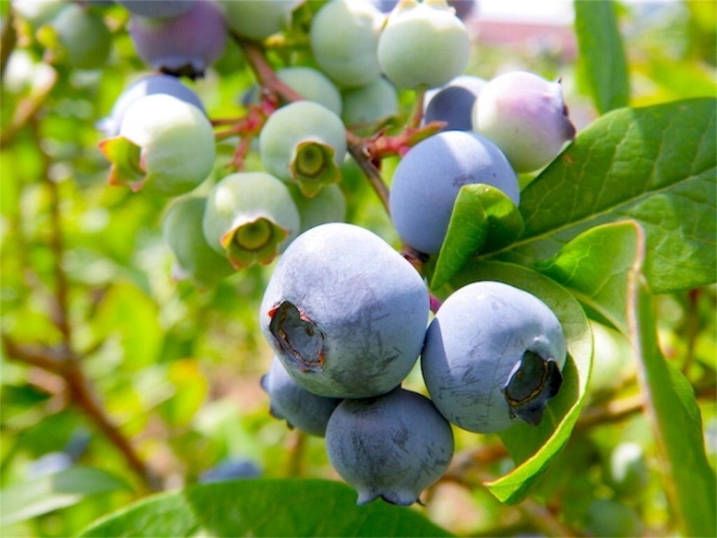 カットした果物の青い色調の背景パターン: オレンジの写真素材・画像素材 Image 86140055