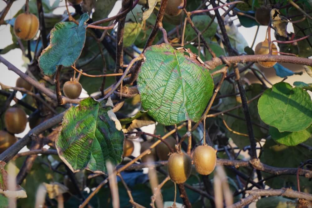 キウイ日記48単管でキウイ棚設置新規キウイフルーツ栽培サブロ～CEOのアスパラ日記