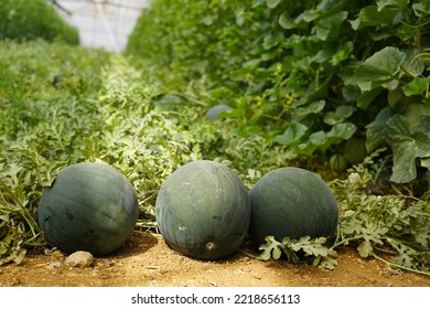 熊本スイカ畑まわり🍉 : 産直野菜 ・果物 ヴェルデ