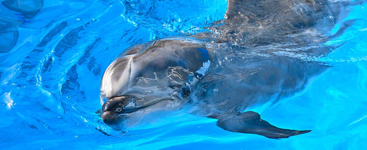 ニザダイを捕食するハンドウイルカ 32072000189 の写真・イラスト素材アマナイメージズ