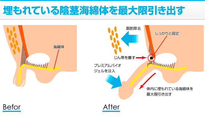 ペニスのサイズはどれくらい？TENGA社内で測ってみた - TENGAヘルスケア