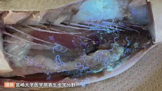 アニサキスの原因魚種 3位「イワシ」2位「アジ」1位は？ 食中毒発生事例から見た原因魚種とは。│ルアマガプラス