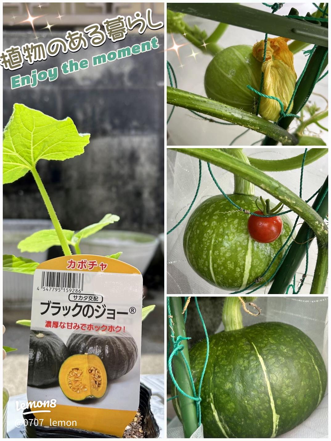 ホクホク美味♪ロロンかぼちゃの煮物