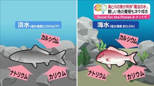 人工海水の作り方塩分濃度や必要な道具は? - WORIVER