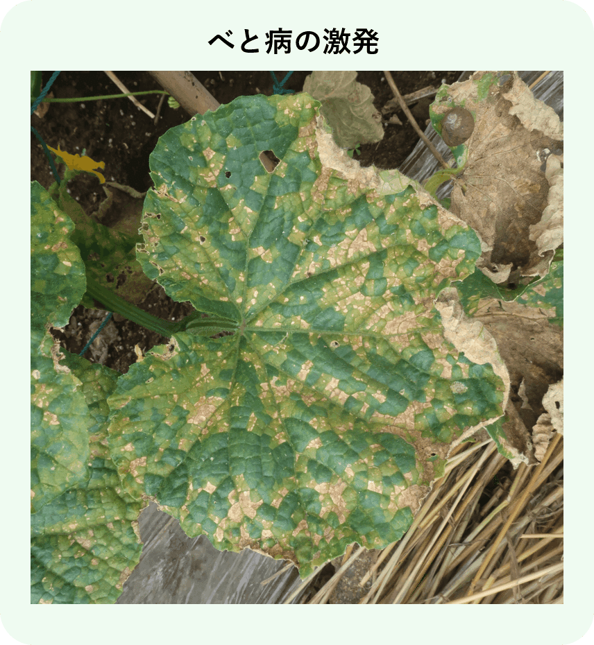 キュウリ 実がならないキュウリの育て方.com