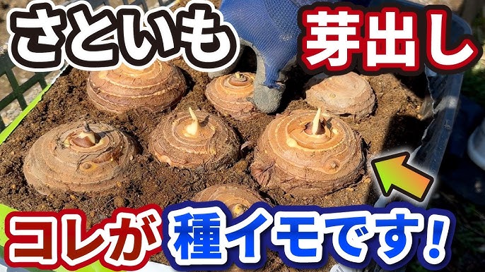 里芋の芽出し作戦、予想外の結末！ca-ptain@農ある暮らし