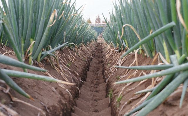 切る前に知っておきたい！玉ねぎの洗い方とは？産直プライムブログJA連携！産地直送通販なら産直プライム