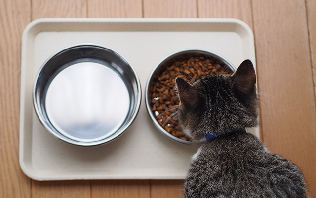 愛犬愛猫のトイレ・水飲み場・居場所はどこに置く？配置のポイントを解説します♪