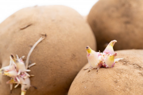 芽が出た野菜 どうしよう!正しい処理と保存方法をご紹介します。キナリノ