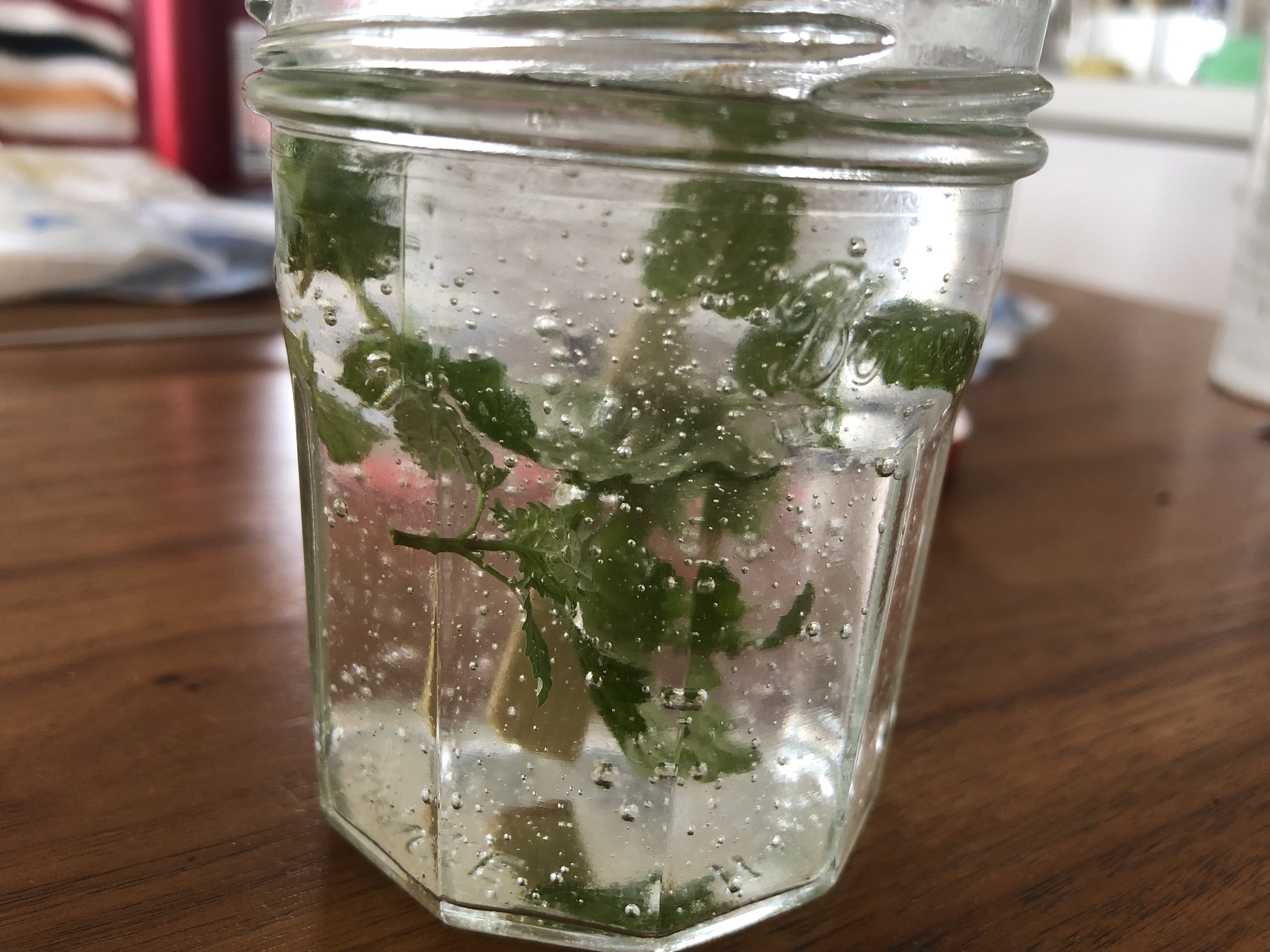 アロマで虫よけ！手作り虫除けスプレーの作り方アロマライフスタイル