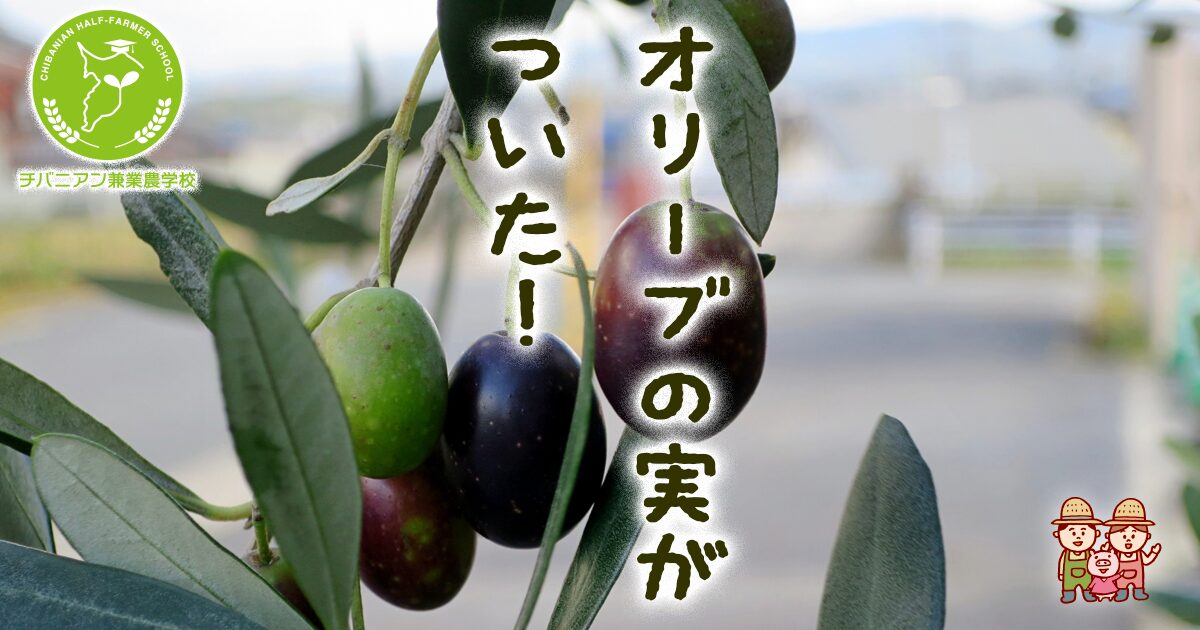 オリーブの収穫時期実がならない原因は?食べ方、効果、栄養は?🍀GreenSnap グリーンスナップ