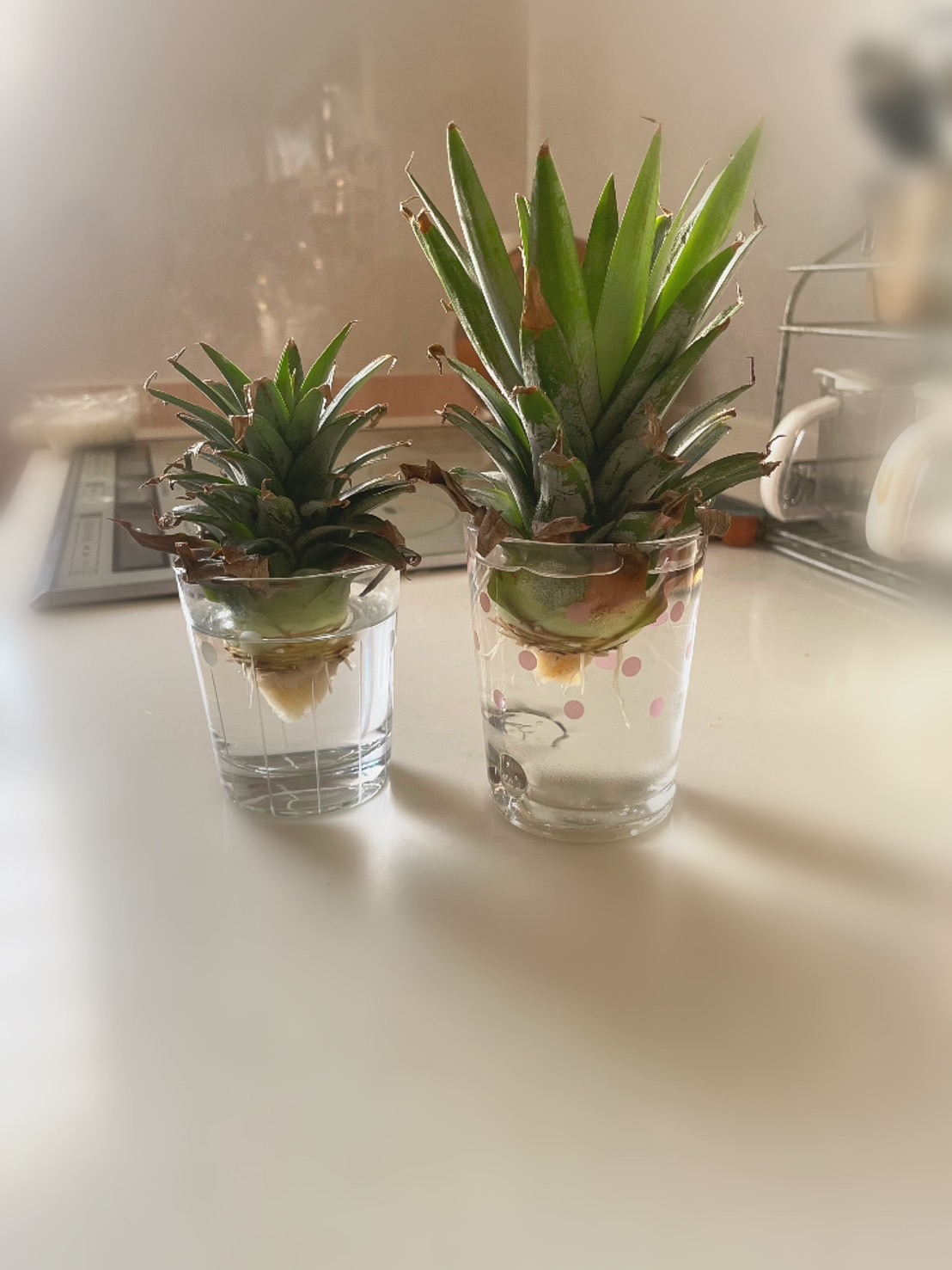 パイナップル植え継ぎました