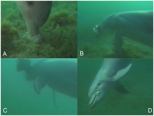 ハンドウイルカ - ほ乳類 - 動物 - Y!きっず図鑑