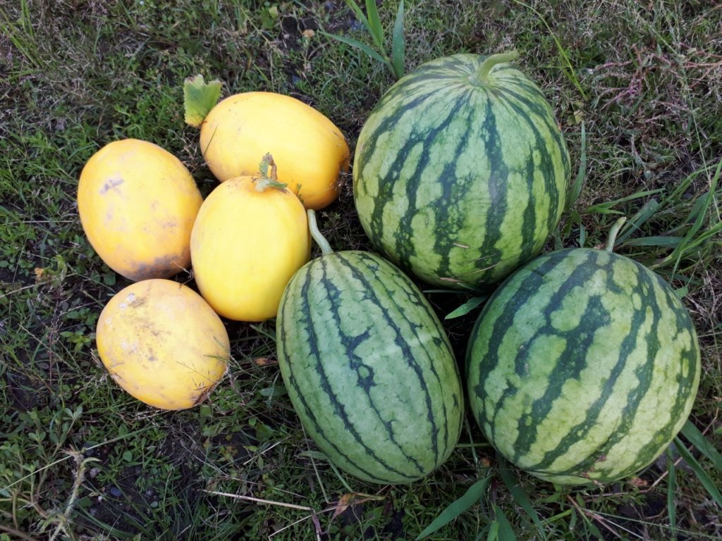 すいか村と直売所、今年もオープンしました！食と農JA松本ハイランド