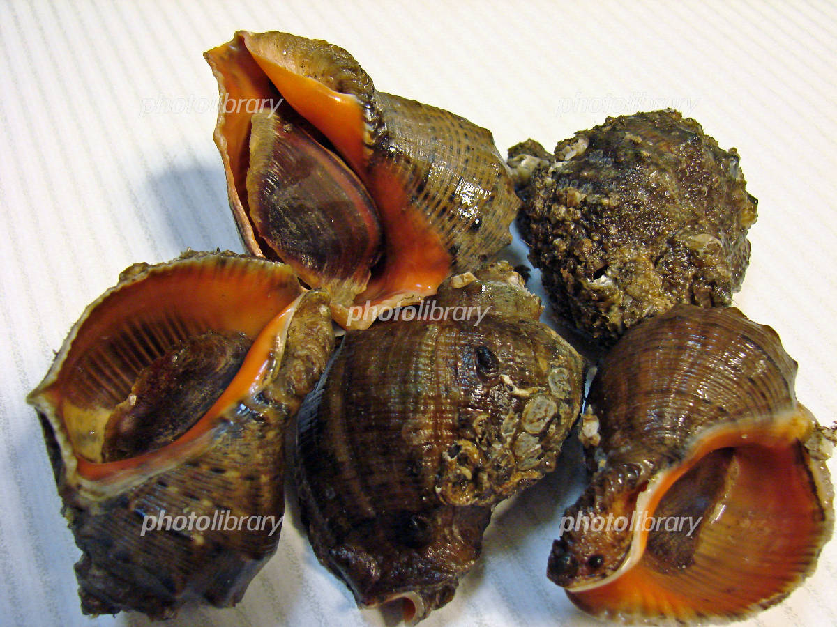 郷土の味 ニシ貝の味噌汁毎日のお助けレシピAll About