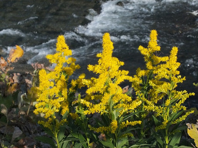背高泡立草セイタカアワダチソウ : ☆ 野草デジカメ日記☆