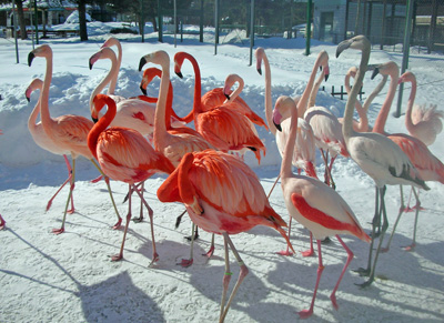 福岡市動物園ヨーロッパフラミンゴ
