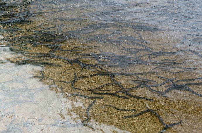 全国のうな丼の名店」ランキングTOP20！ 1位は「久保田」 2023年12月5日時点 SARAH1 7うなぎ ねとらぼリサーチ