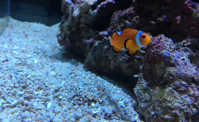 水質管理の基礎知識3 比重が正しくないと飼育はうまくいかない!クラウン海水魚飼育研究室