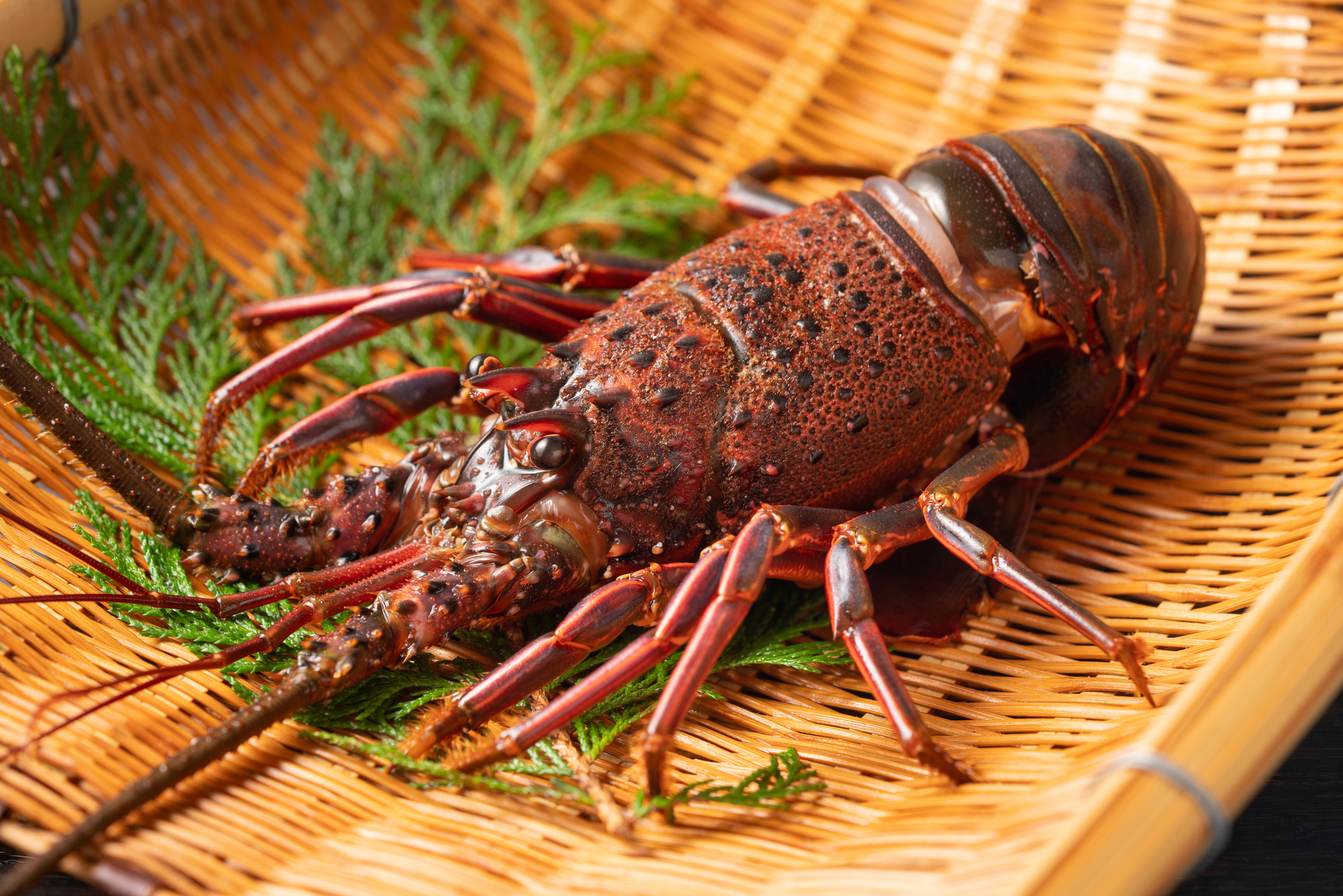 エビ愛好家が厳選！一生に一度は食べたい「国産高級エビ」3選ファイナンシャルフィールド﻿その他暮らし