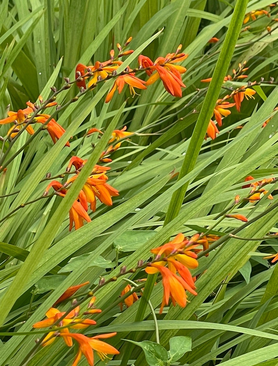 オレンジ色の花一覧！春夏秋冬ごとに多年草や花木の名前をご紹介