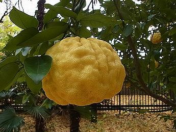 大きな鬼柚子 オニユズ の実の写真素材97021785- PIXTA