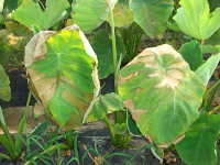 里芋葉っぱ遊び - 園長の部屋