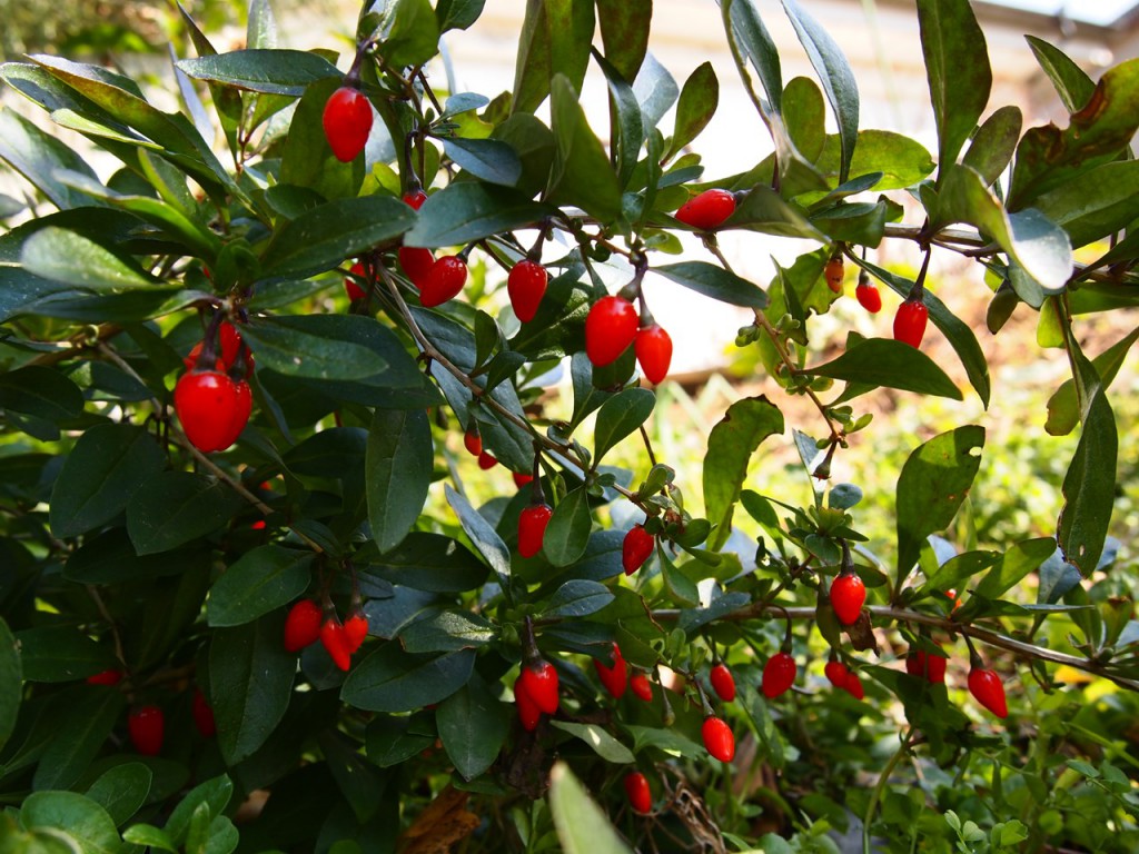 これな~んだ? わかればあなたも雑学王 106難易度3 “杏仁豆腐の上にのっている赤い実”の名前、知ってる?マイナビニュース