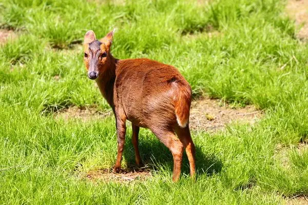 口の中でトロけます 鹿肉のカツレツを食べてみた きょん。- エキスパート - Yahoo!ニュース