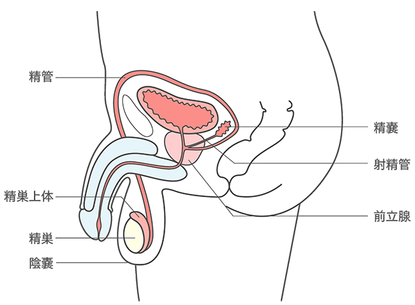 無精子症とは ｜ 男性不妊・メンズヘルス診療 プライベートケアクリニック東京