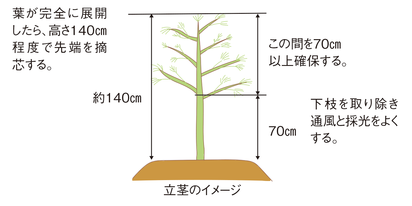 アスパラガスの育て方と栽培のコツやまむファーム