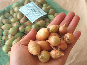 玉ねぎのとう立ちの原因と玉ねぎが太る為に必要な事とはさびまりの野菜栽培ブログ